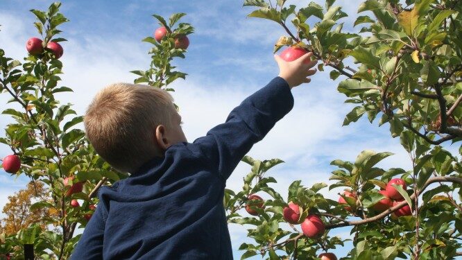 Apple picking in Charlottesville