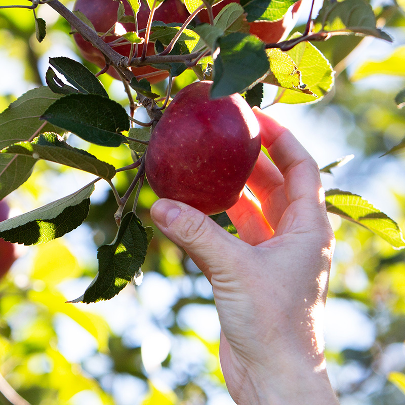 A hand reaching out to pick an apple.