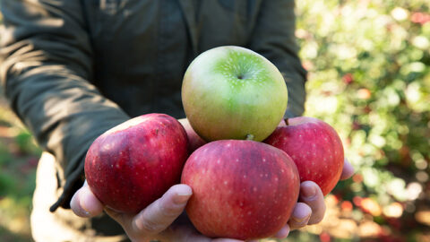 A hand full of apples