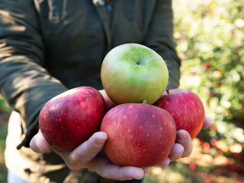 A hand full of apples