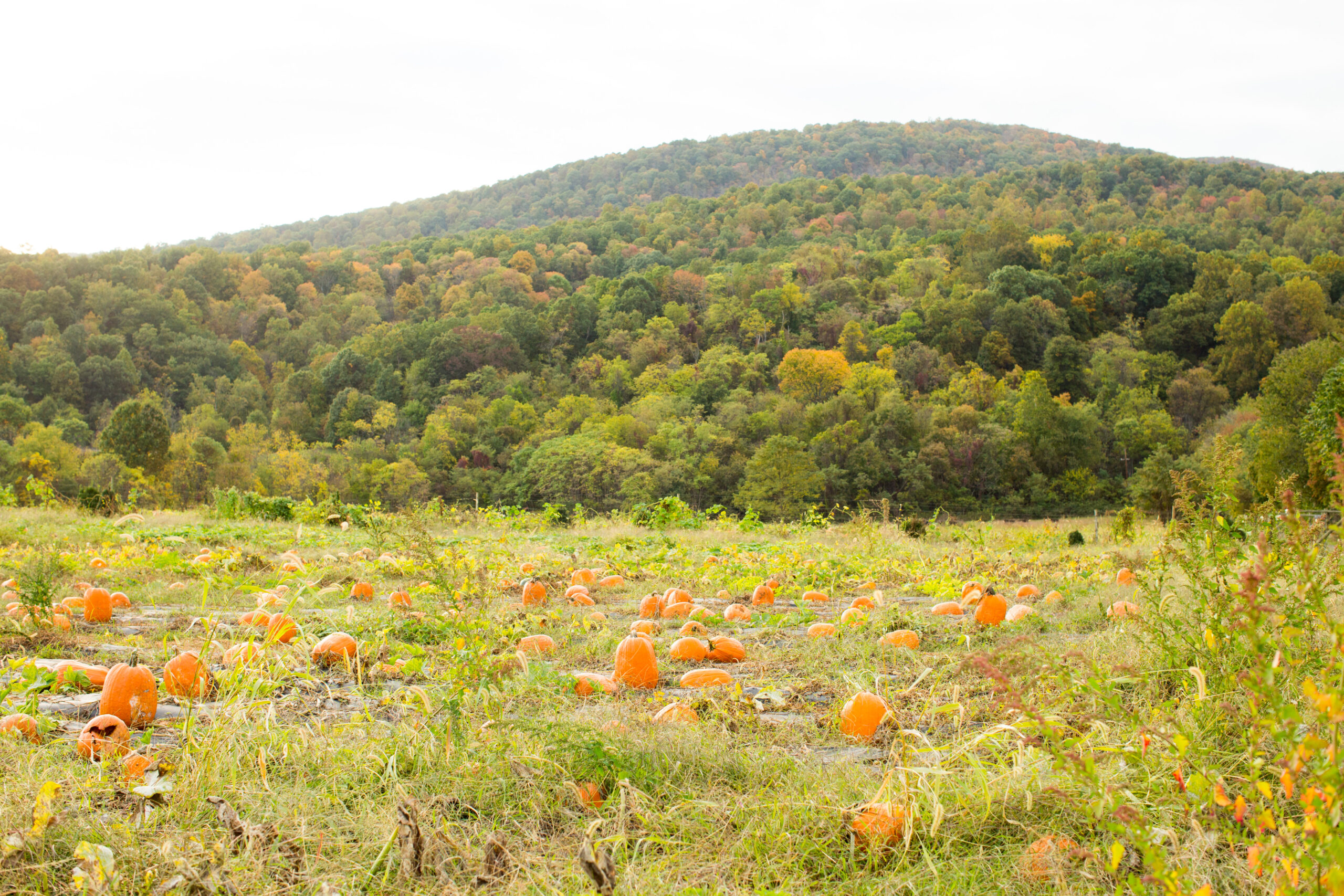 pumpkins in field