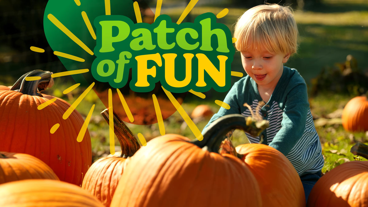 Patch of Fun event image with little boy grabbing some big orange pumpkins in a field