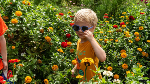 A child walking through a field of flowers