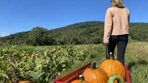 Woman pulling a wagon of pumpkins through the pumpkin patch at Chiles Peach Orchard