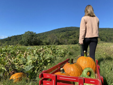 Woman pulling a wagon of pumpkins through the pumpkin patch at Chiles Peach Orchard