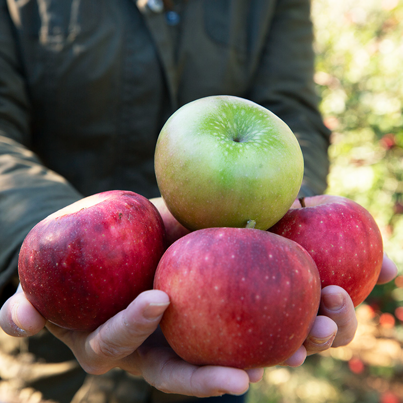 A handful of apples.