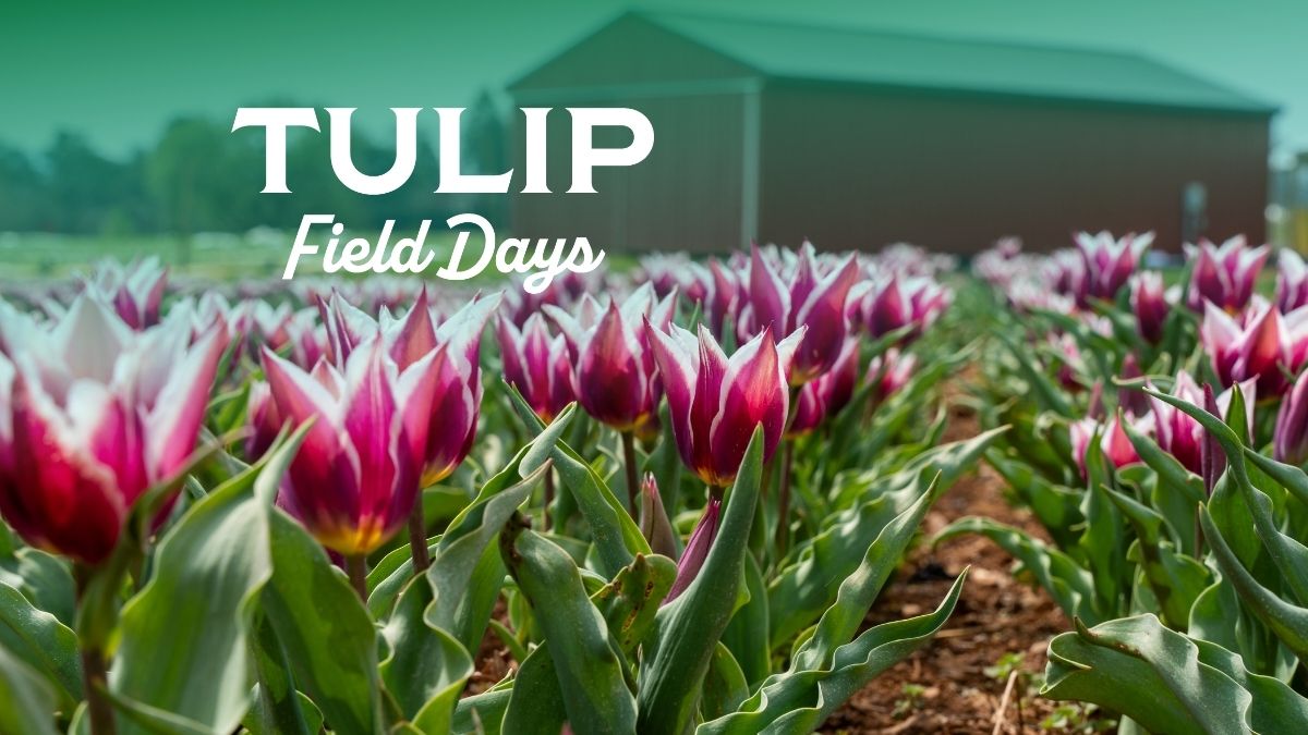 Tulip Field Days feature image with rows of pink and white tulips and a Chiles Peach Orchard red barn in the background