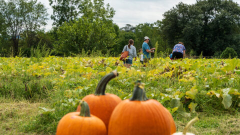 Pumpkins in a patch