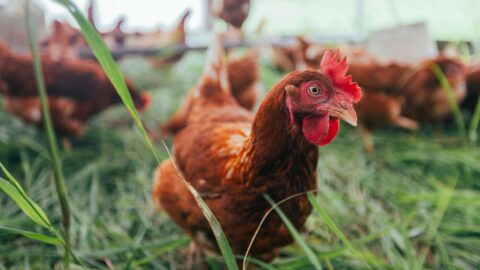 A chicken