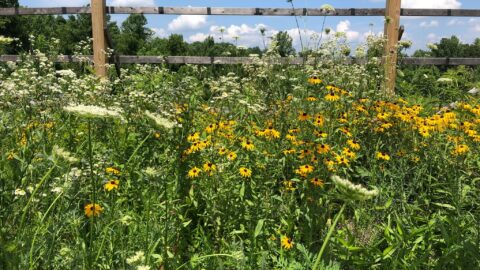 A field of wildflowers
